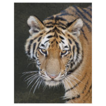 DSC06014 Tiger Hunting Letterhead Design