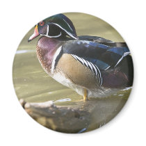 DSC_0248 FRIDGE MAGNET