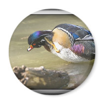 DSC_0249 copy Fridge Magnet