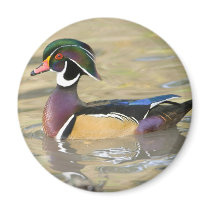 DSC_0686 copy Fridge Magnet