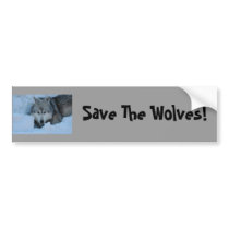 DSC_2225, Save The Wolves! bumper stickers by Animal_Anticipation DSC_2225, Save The Wolves! bumper stickers
