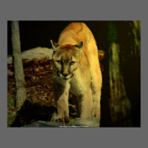 DSC_5650 - Carolina Cougar, Carolina Cougar - J... posters