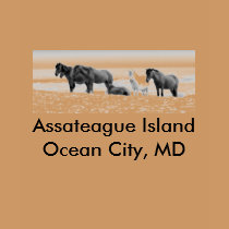 DSC_5861yui, Assateague IslandOcean City, MD t-shirts