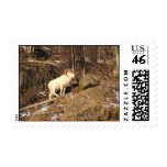 DSCF0287 POSTAGE STAMP
