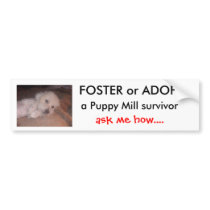 DSCF0636, FOSTER or ADOPT ... bumper stickers by Stinkydoosmom DSCF0636, FOSTER or ADOPT ... bumper stickers