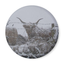 DSCF0895 Highland Cattle magnets