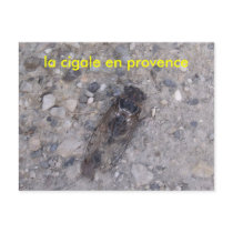 DSCF1003, the cicada in Provence Post Cards