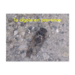 DSCF1003, the cicada in Provence postcards