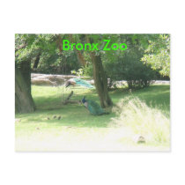 DSCF2638, Bronx Zoo Postcards
