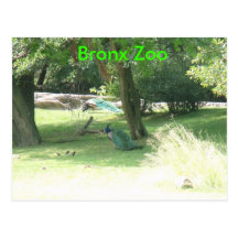 DSCF2638, Bronx Zoo Postcards