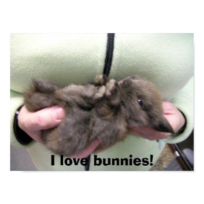 DSCN0356, I love bunnies! Print by sunsetrainbow