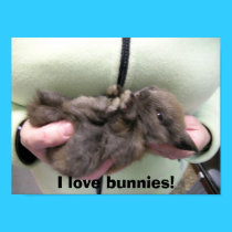 DSCN0356, I love bunnies! posters by sunsetrainbow DSCN0356, I love bunnies! posters