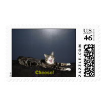 DSCN0447, Cheese! postage by facesx2 DSCN0447, Cheese! postage