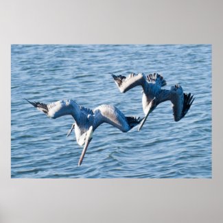 Dual Pelican Dives Print