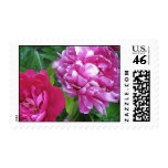 Dual Shade Peonies Stamp