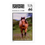 Dually, www.ThunderingHoovesPhotography.com Stamps