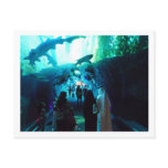 Dubai Aquarium Tunnel Postcard