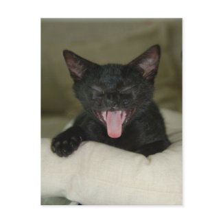 Dubai Kitten-Sticking out tongue postcard