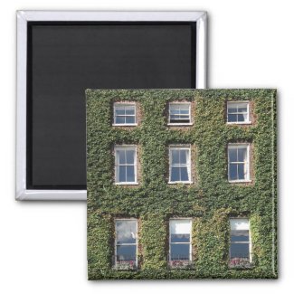 Dublin Town House Windows And Climbing Ivy magnet
