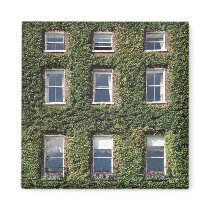 Dublin Town House Windows And Climbing Ivy Magnets
