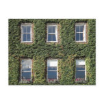 Dublin Town House Windows And Climbing Ivy Postcards