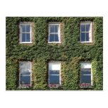 Dublin Town House Windows And Climbing Ivy Postcards