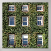 Dublin Town House Windows And Climbing Ivy Print