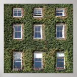 Dublin Town House Windows And Climbing Ivy Print