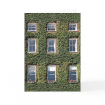 Dublin Town House Windows Climbing Ivy Greetings Card
