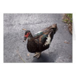 duck1 card