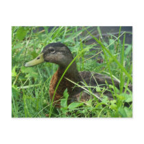 duck 1 Postcard