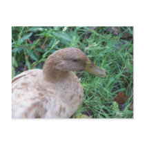 duck 2 Postcard
