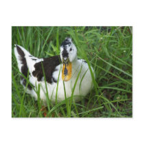 duck 3 postcards