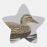 Duck 4 stickers