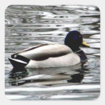 Duck 5 sticker