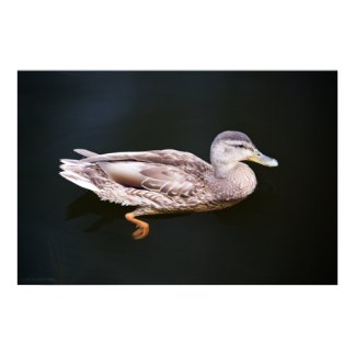 Duck 907b print