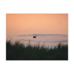 Duck a l'Orange Post Cards