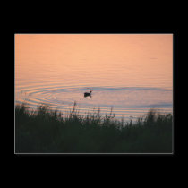 Duck a l'Orange postcards