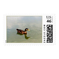 Duck at Howard's Pond Postage