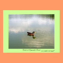 Duck at Howard's Pond Poster posters