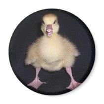 Duck Attitude magnets