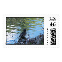 duck bathing  postage