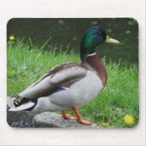 Duck - Bird mousepad mousepads