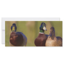 Duck BookMark Custom Rack Cards