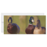 Duck BookMark Custom Rack Cards