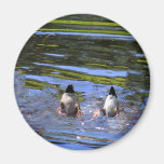 Duck Butts Refrigerator Magnet