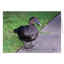 Duck cards