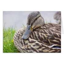 duck cards by cleverocity duck cards