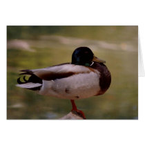Duck Card