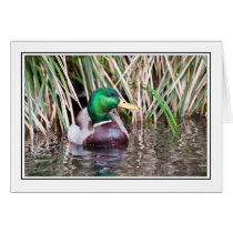 Duck cards